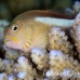 hawkfish_arceye_bh_h_0299_pal0994.jpg